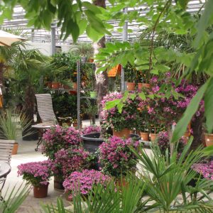 IMG_3976-Bougainvillea